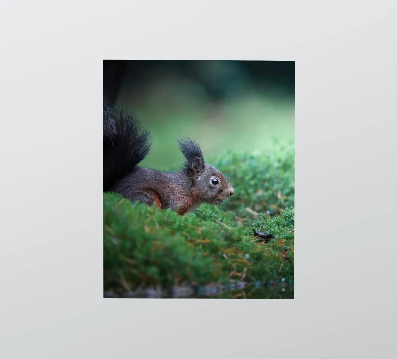 Squirrel sticker by Tom's Wildlife