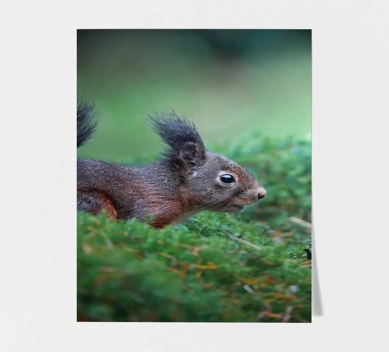 Squirrel sticker sheet by Tom's Wildlife