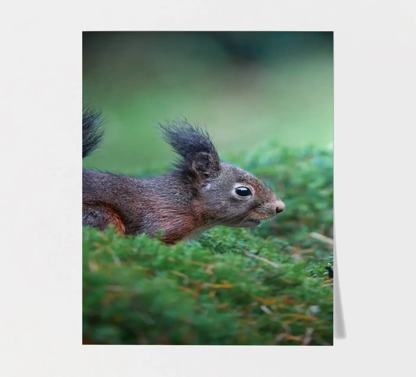 Écureuil planche autocollant de Tom's Wildlife