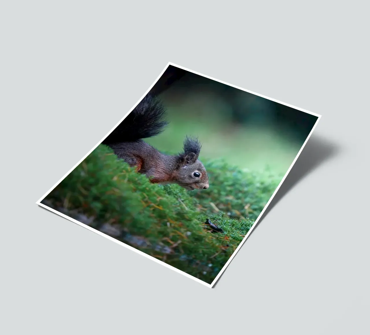 Squirrel sticker sheet by Tom's Wildlife