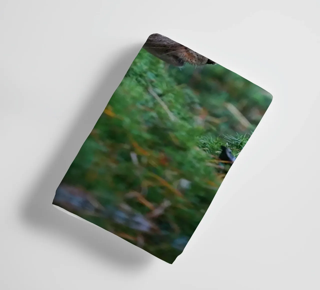 Squirrel towel by Tom's Wildlife