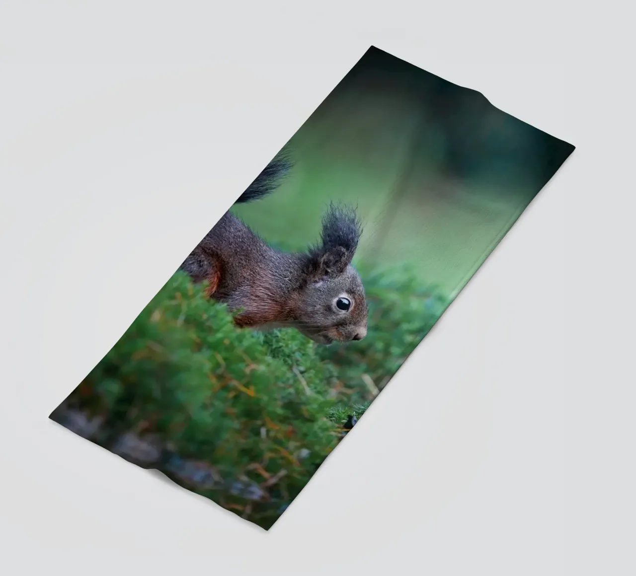 Scoiattolo telo mare da Tom's Wildlife