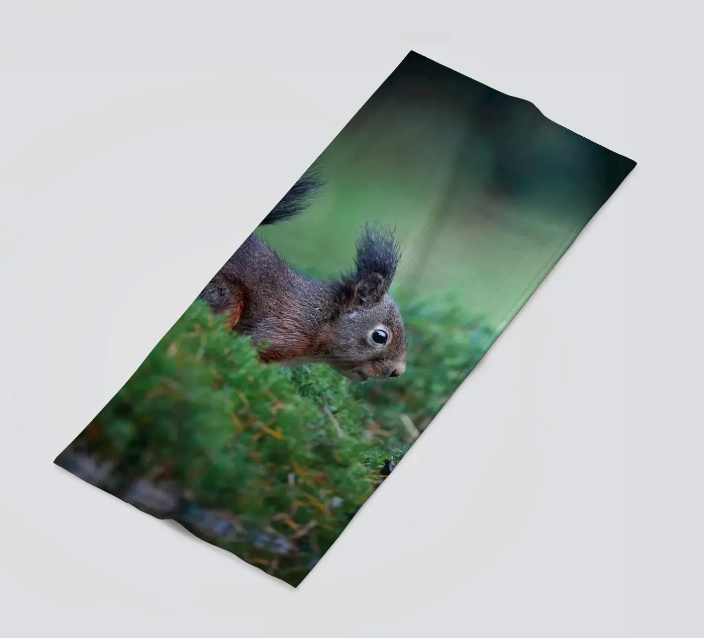 Eichhörnchen Strandtuch von Tom's Wildlife