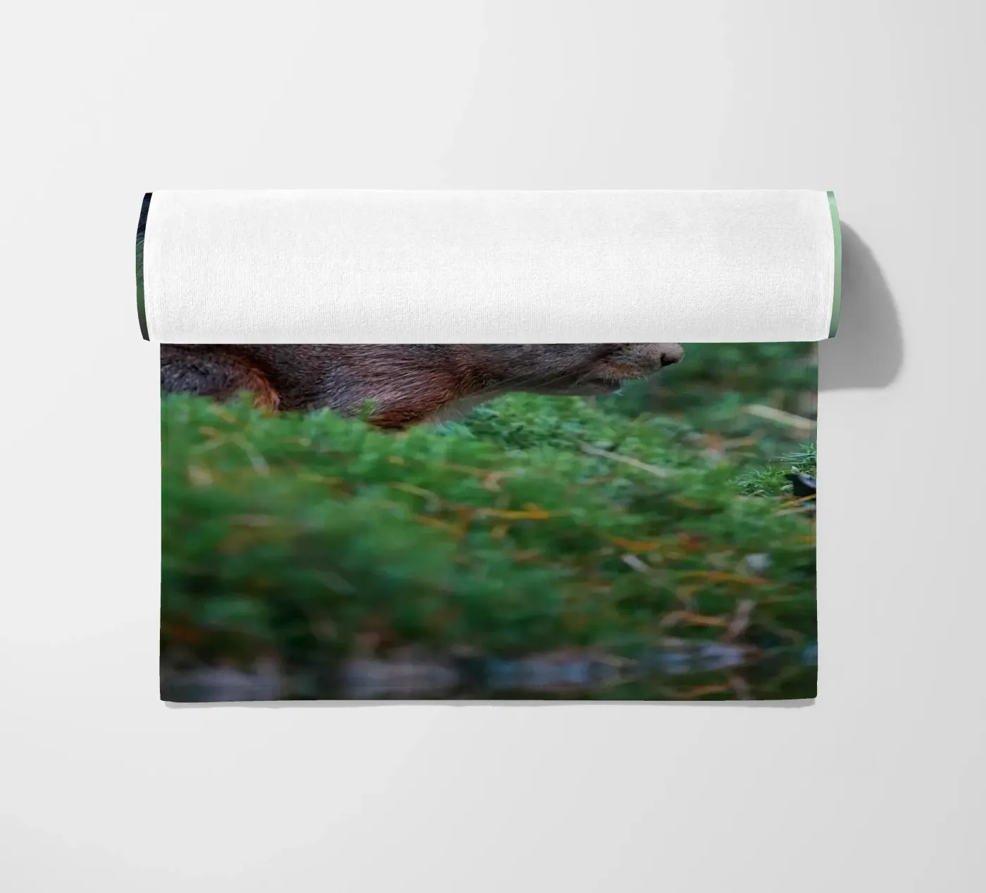 Eichhörnchen Strandtuch von Tom's Wildlife