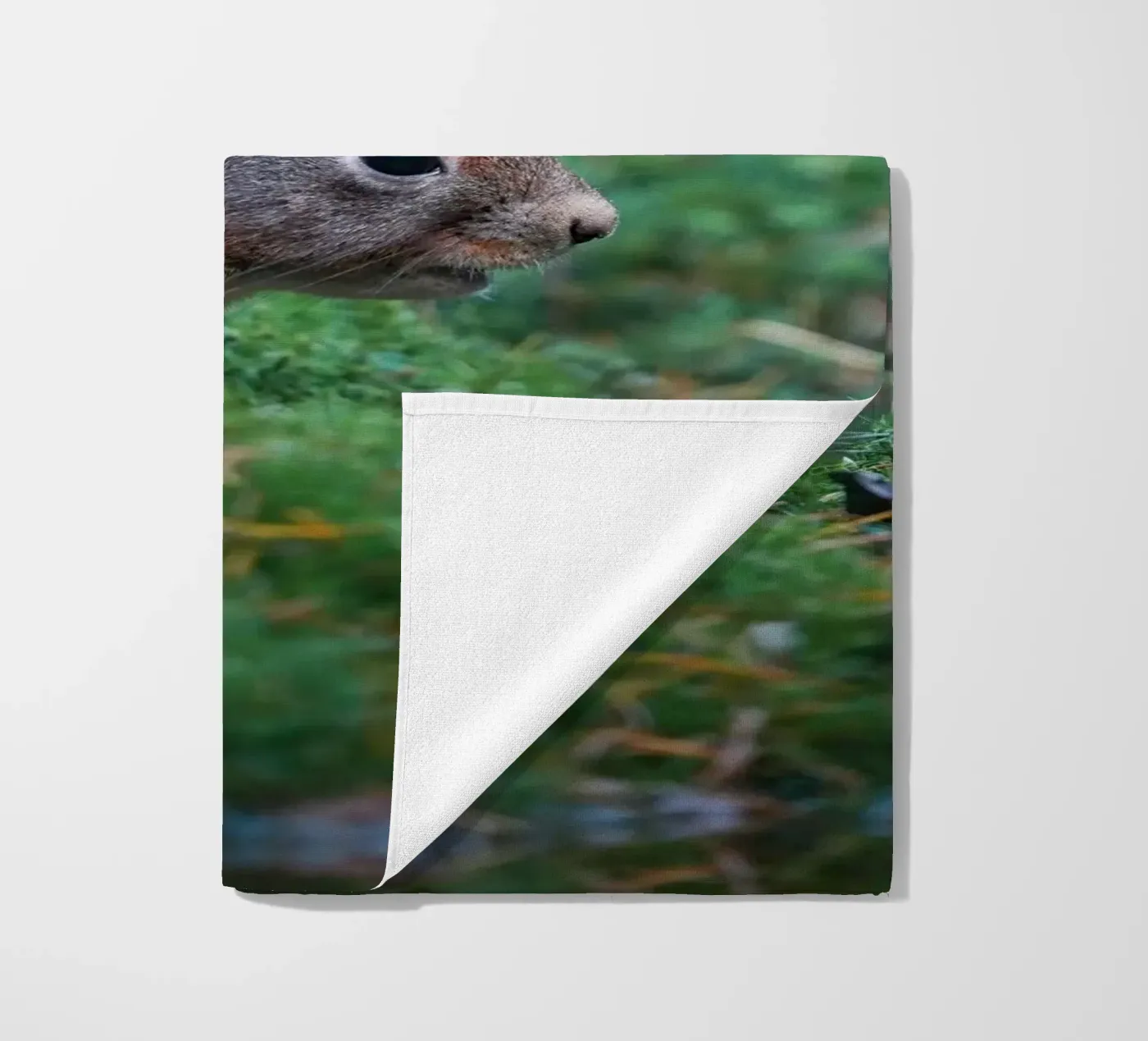 Eichhörnchen Strandtuch von Tom's Wildlife