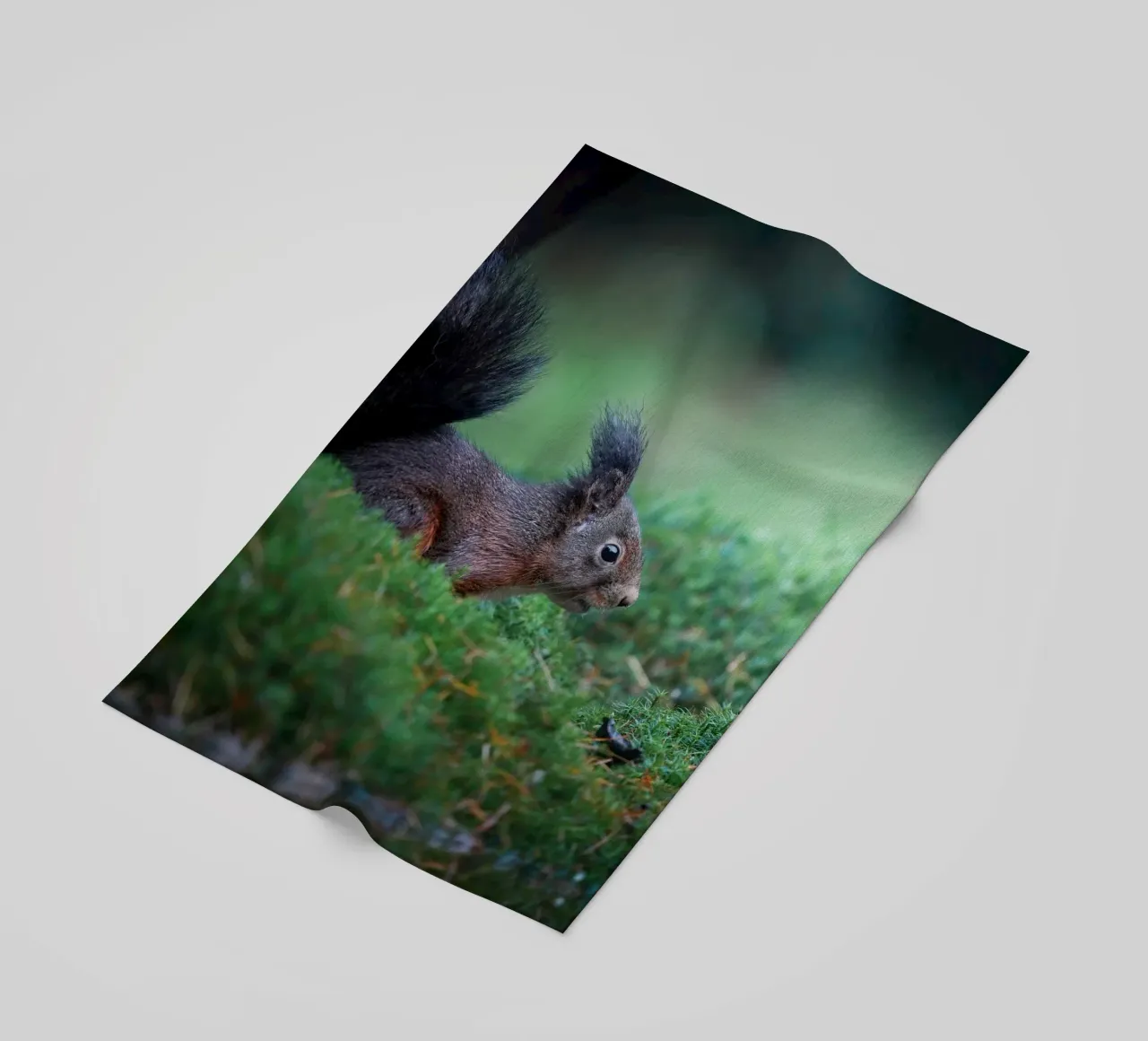 Scoiattolo telo mare da Tom's Wildlife