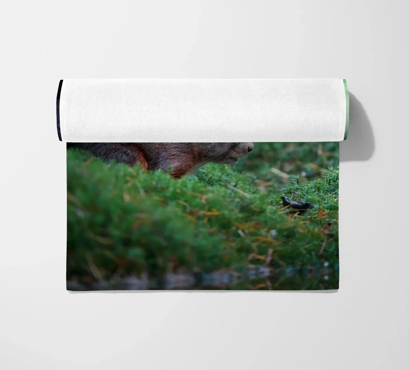 Eichhörnchen Strandtuch von Tom's Wildlife