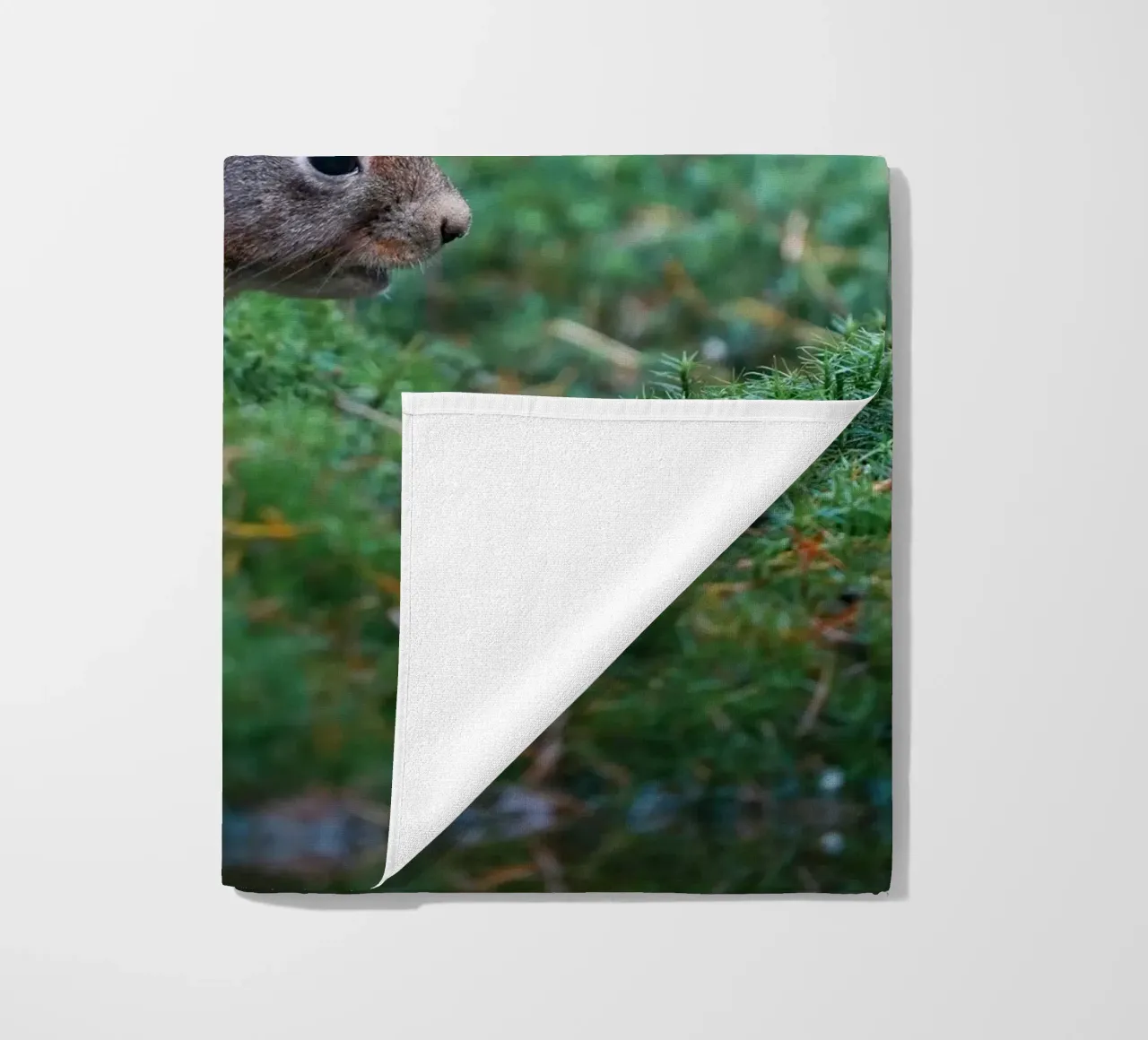 Scoiattolo telo mare da Tom's Wildlife