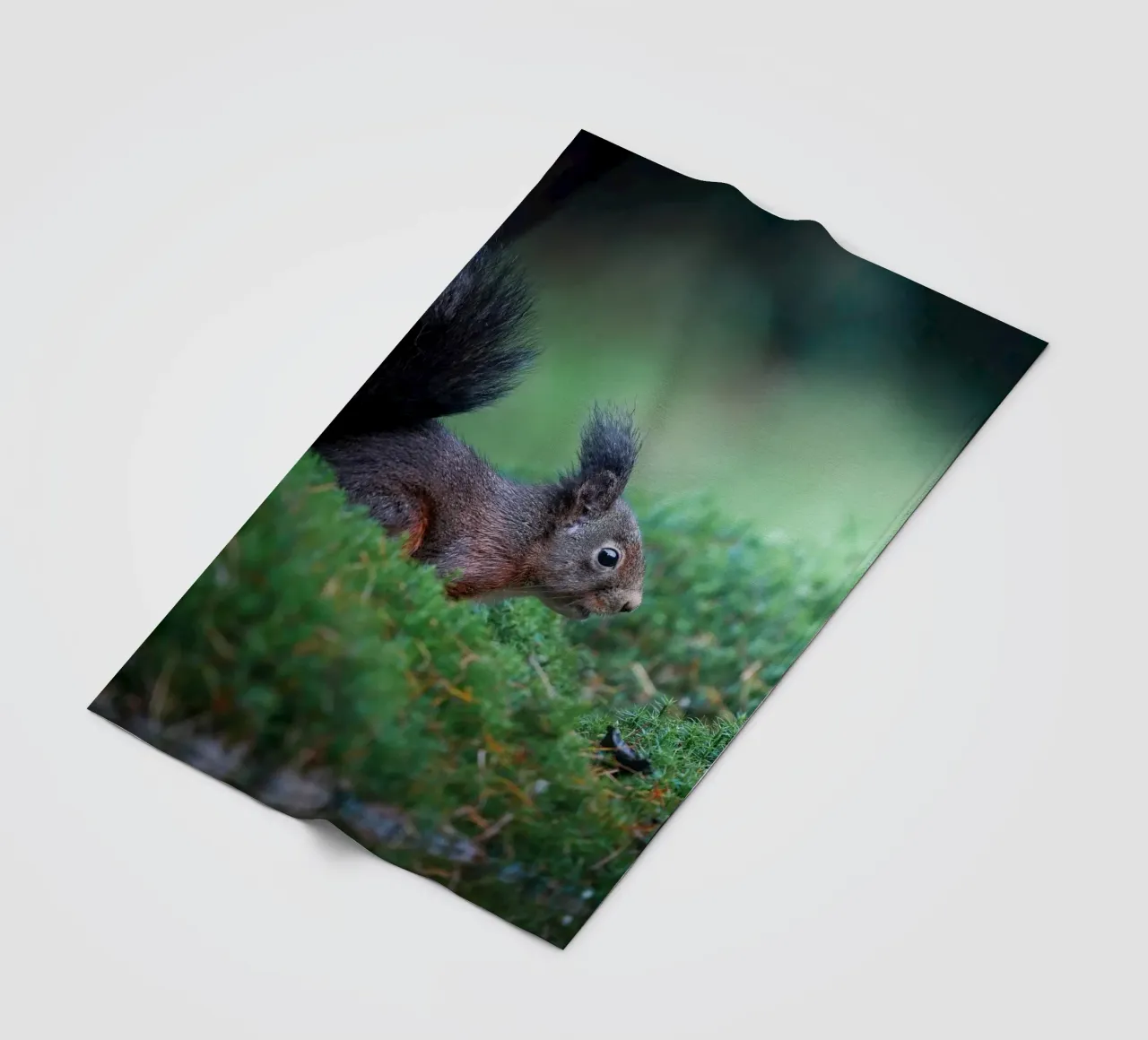 Eichhörnchen Fleecedecke von Tom's Wildlife