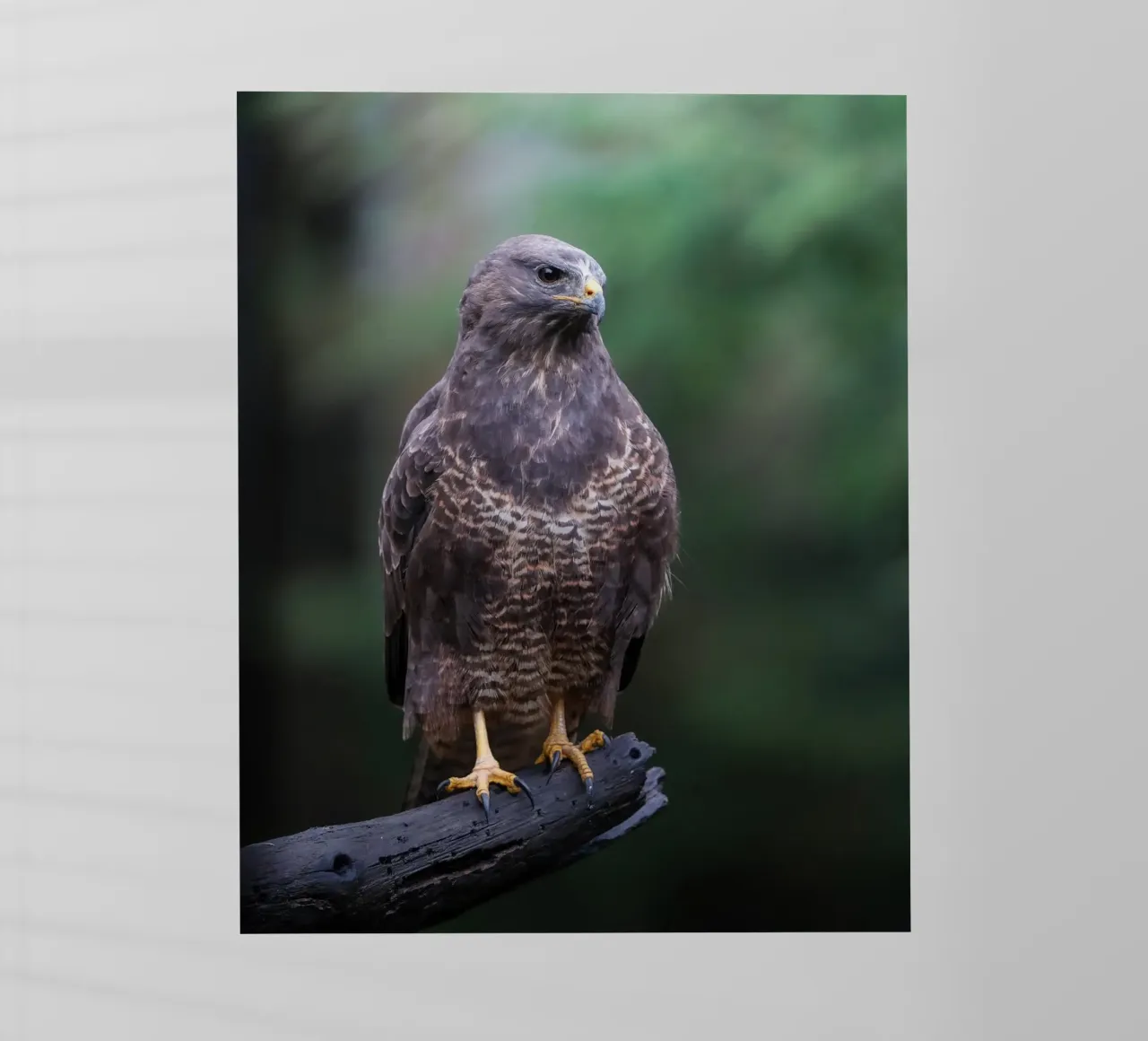 Poiana comune pellicola backlit da Tom's Wildlife