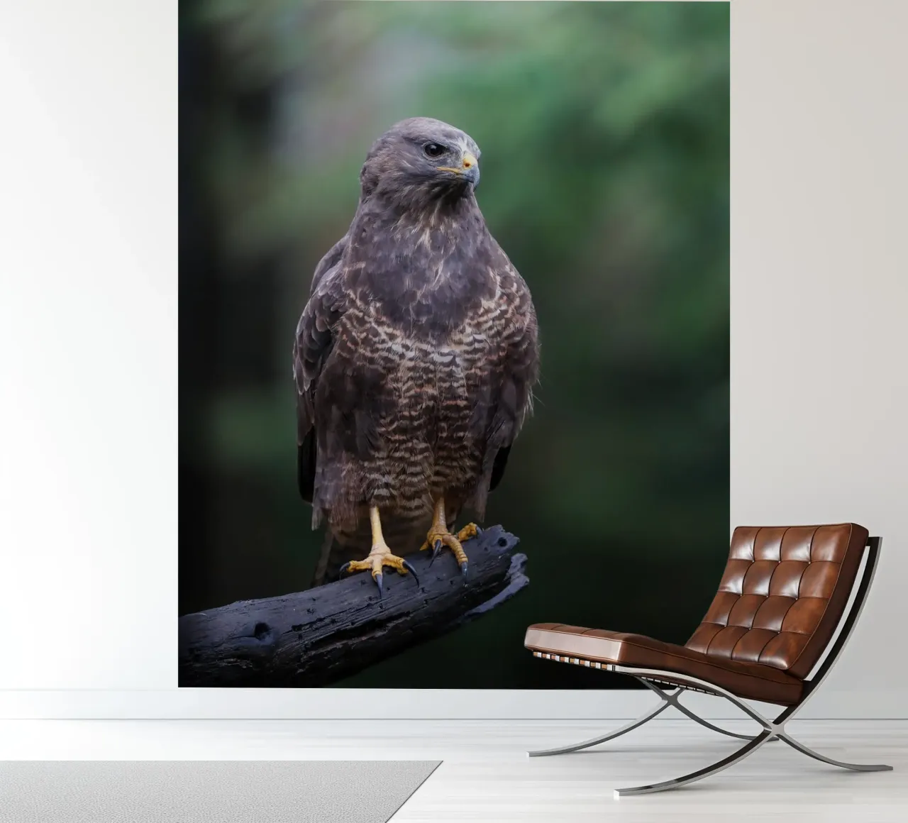 Buizerd fotobehang van Tom's Wildlife