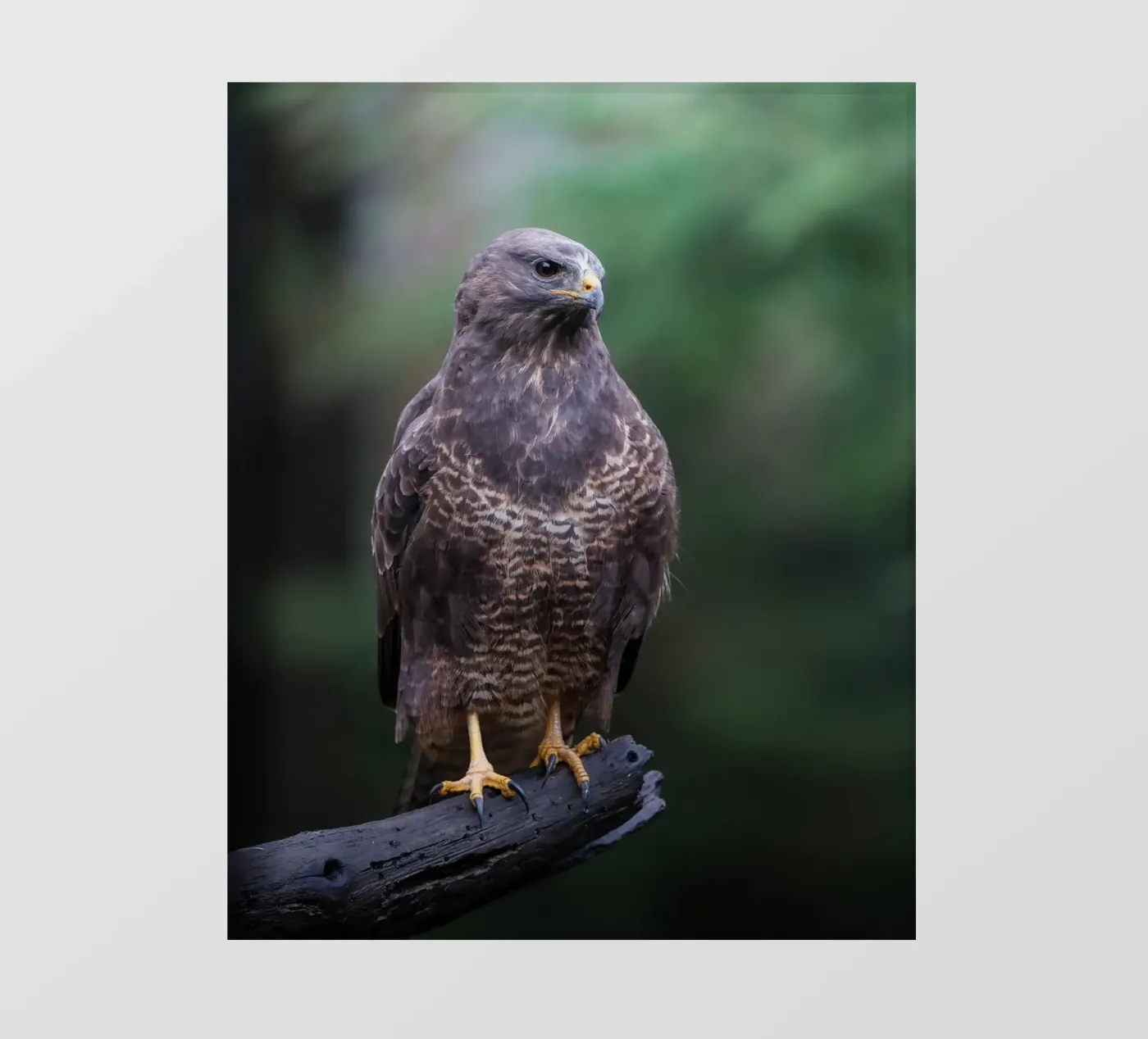 Buizerd fotobehang van Tom's Wildlife