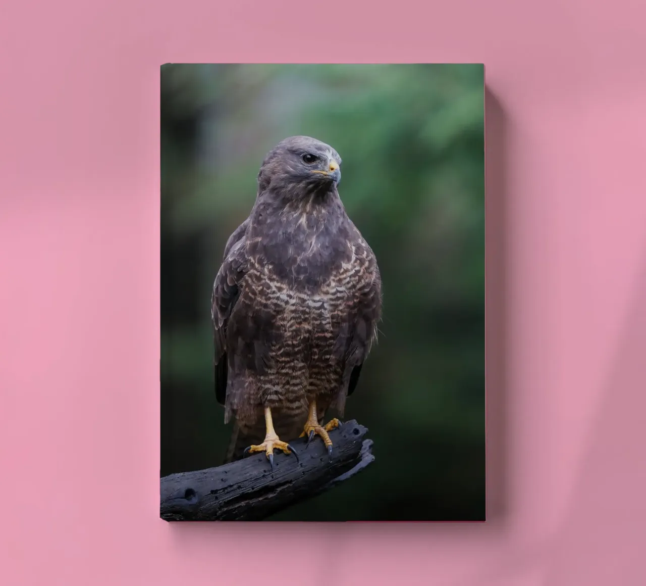 Buse variable carnet de notes de Tom's Wildlife