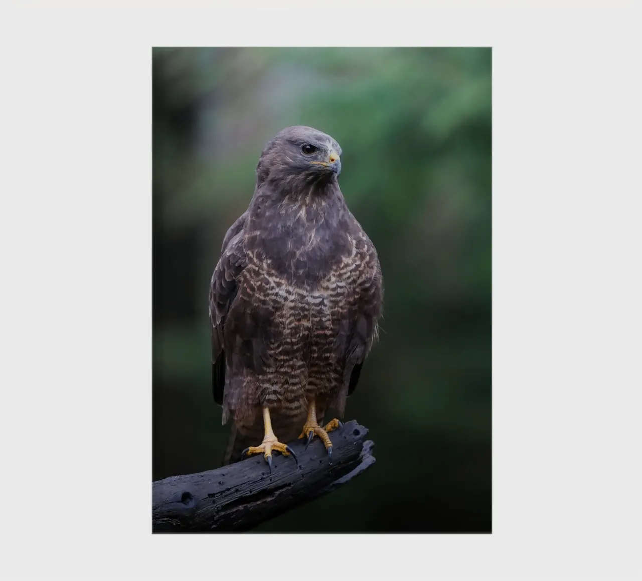 Buse variable carnet de notes de Tom's Wildlife