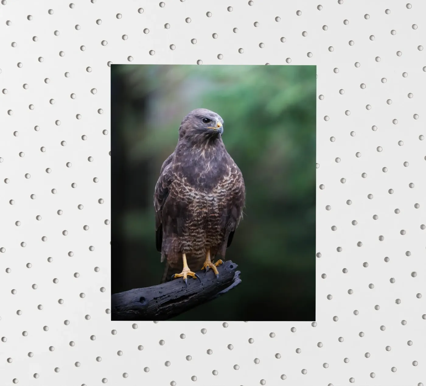 Buizerd sticker van Tom's Wildlife