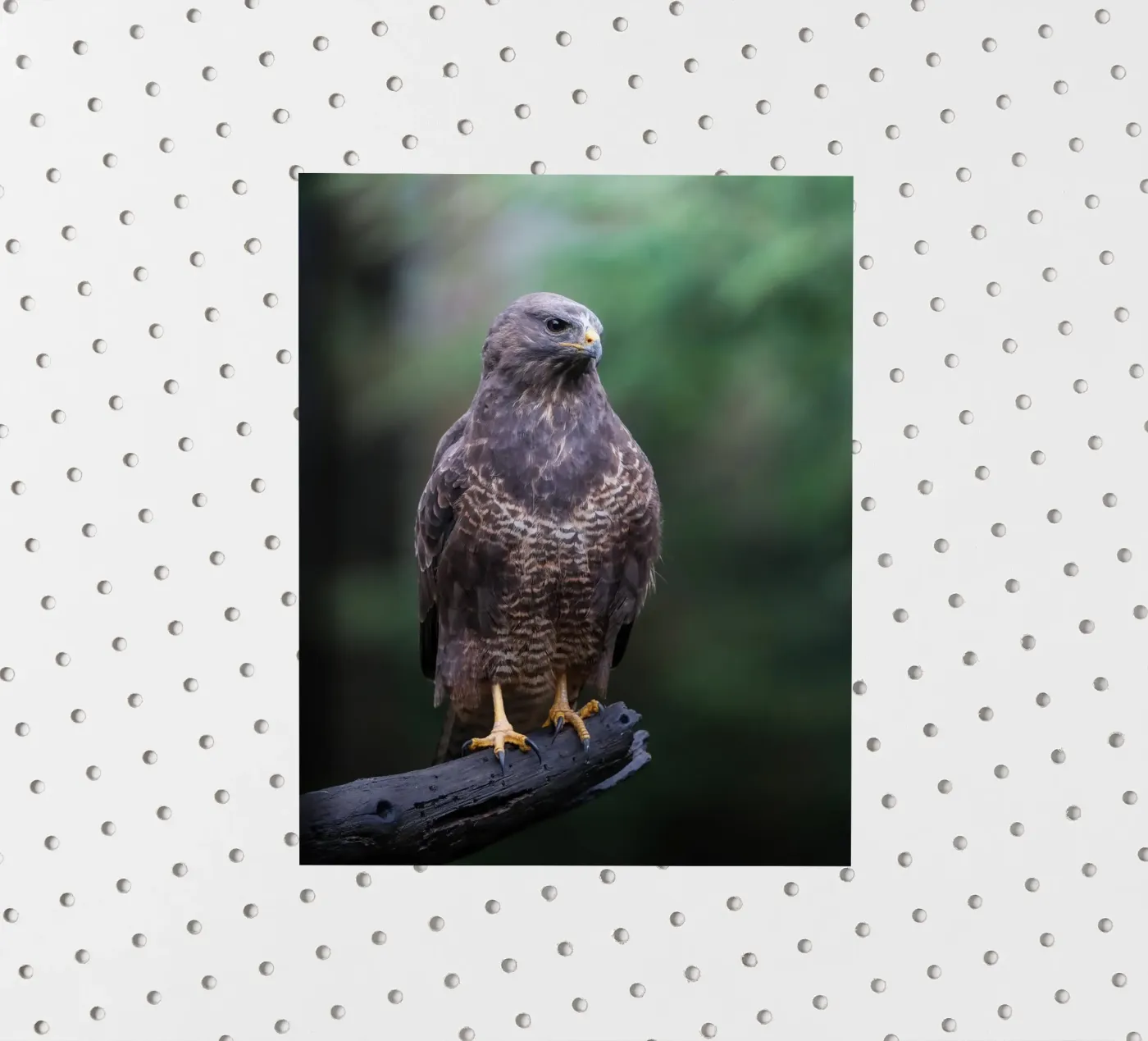 Common buzzard autocollant de Tom's Wildlife