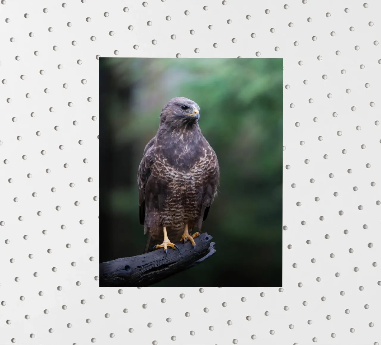 Buse variable autocollant de Tom's Wildlife