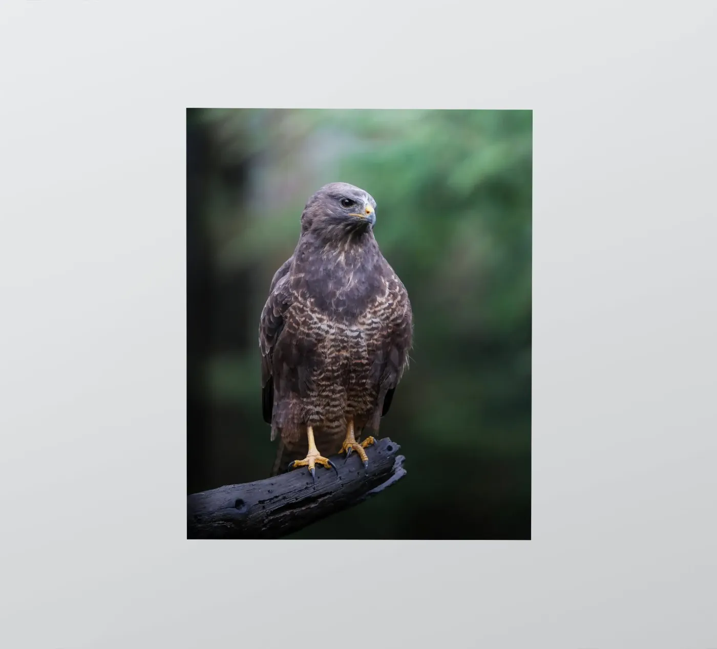 Buizerd sticker van Tom's Wildlife