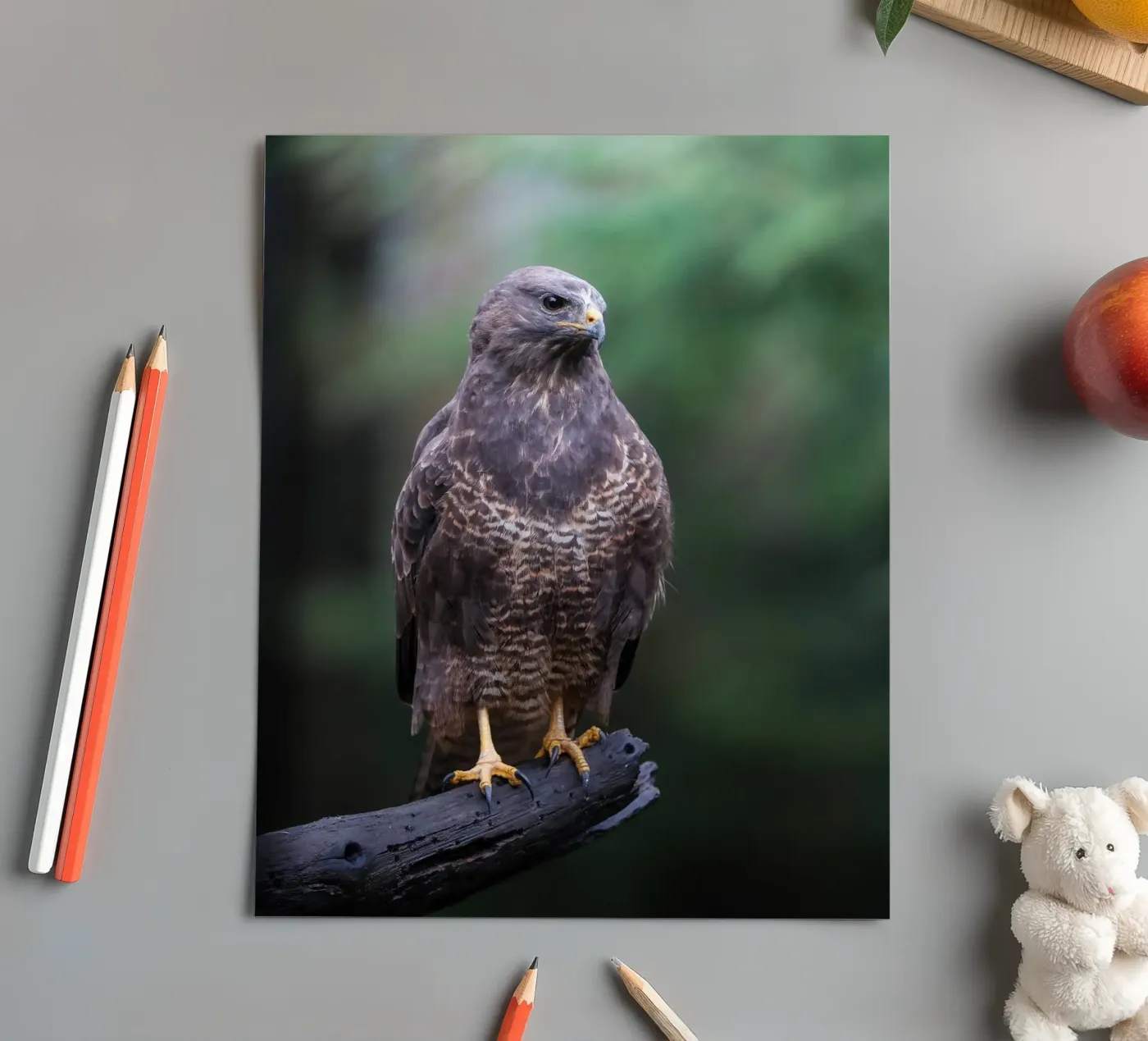 Common buzzard planche autocollant de Tom's Wildlife