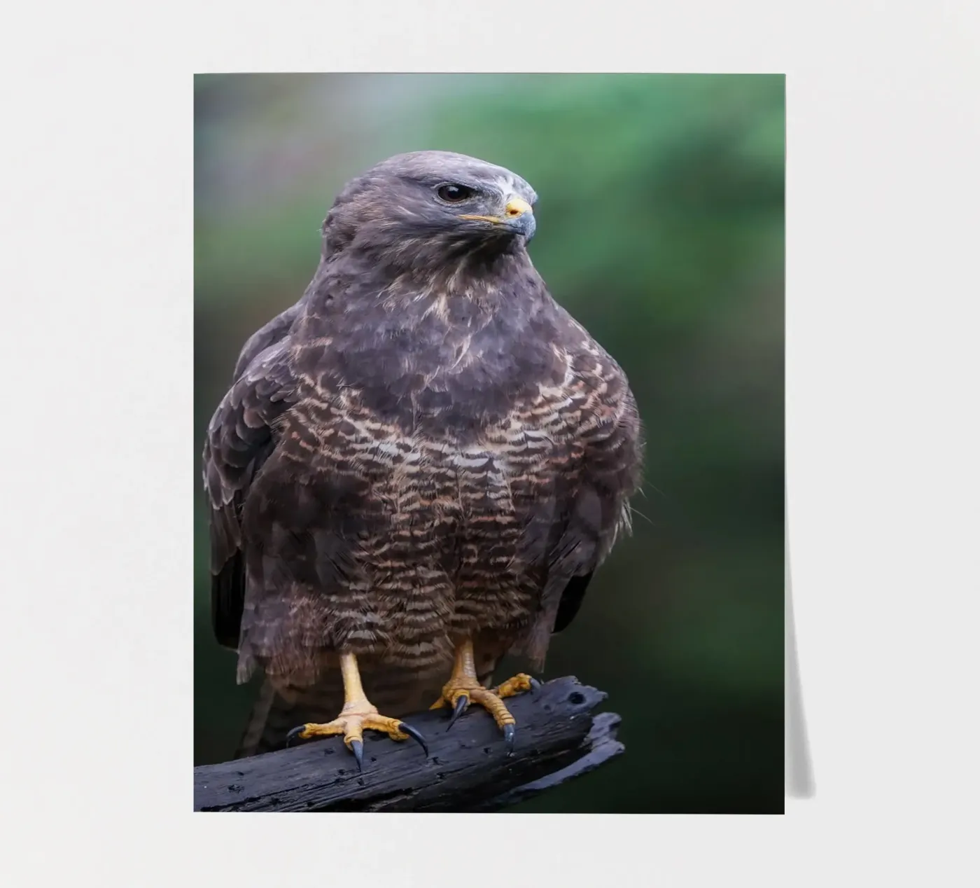 Common buzzard sticker sheet by Tom's Wildlife