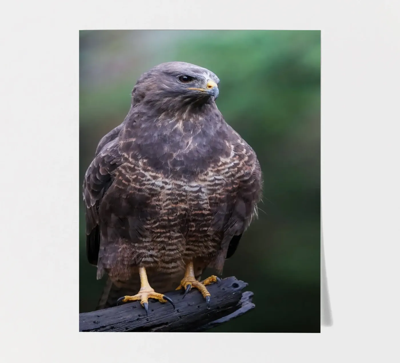 Common buzzard planche autocollant de Tom's Wildlife