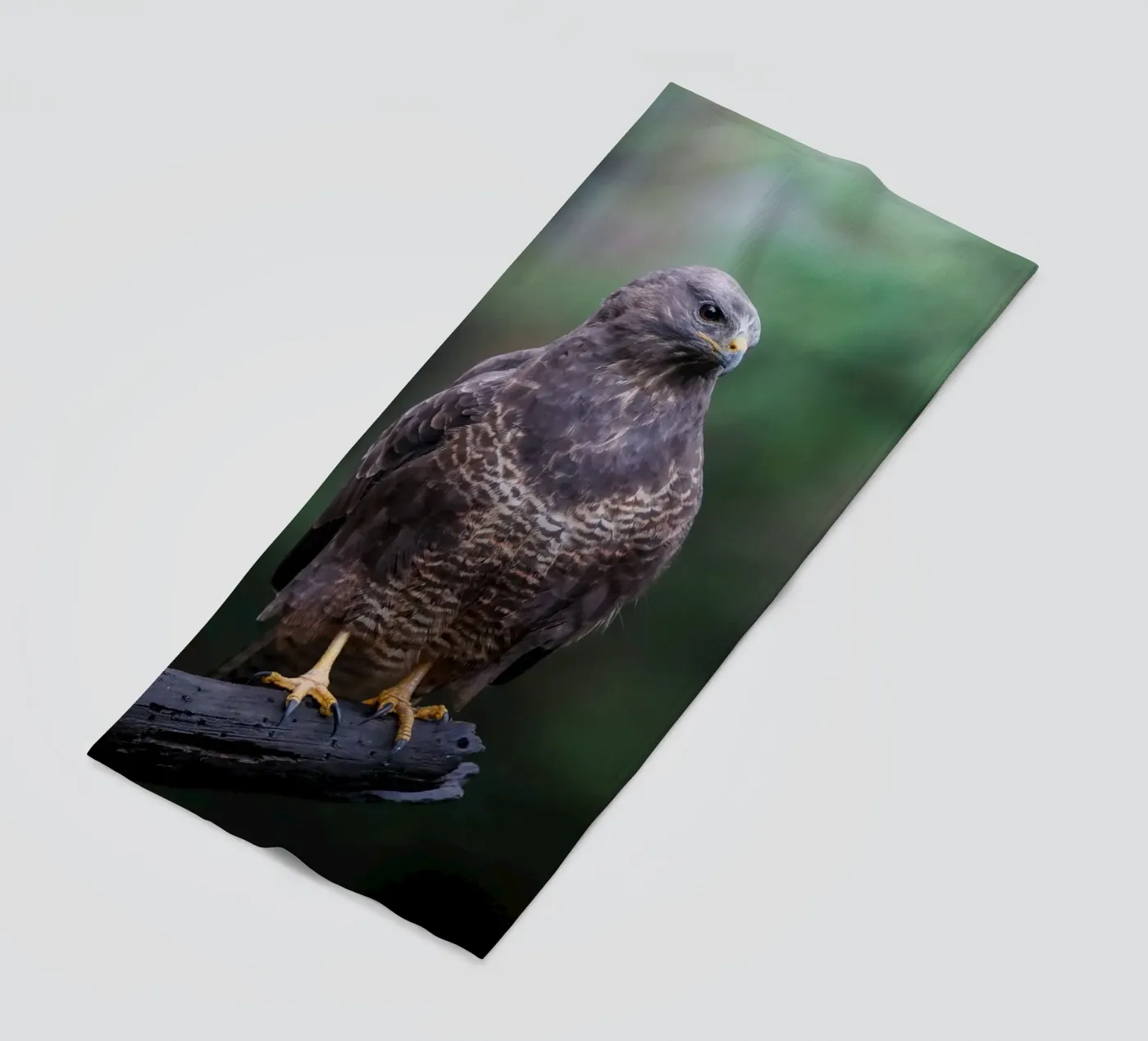 Mäusebussard Strandtuch von Tom's Wildlife