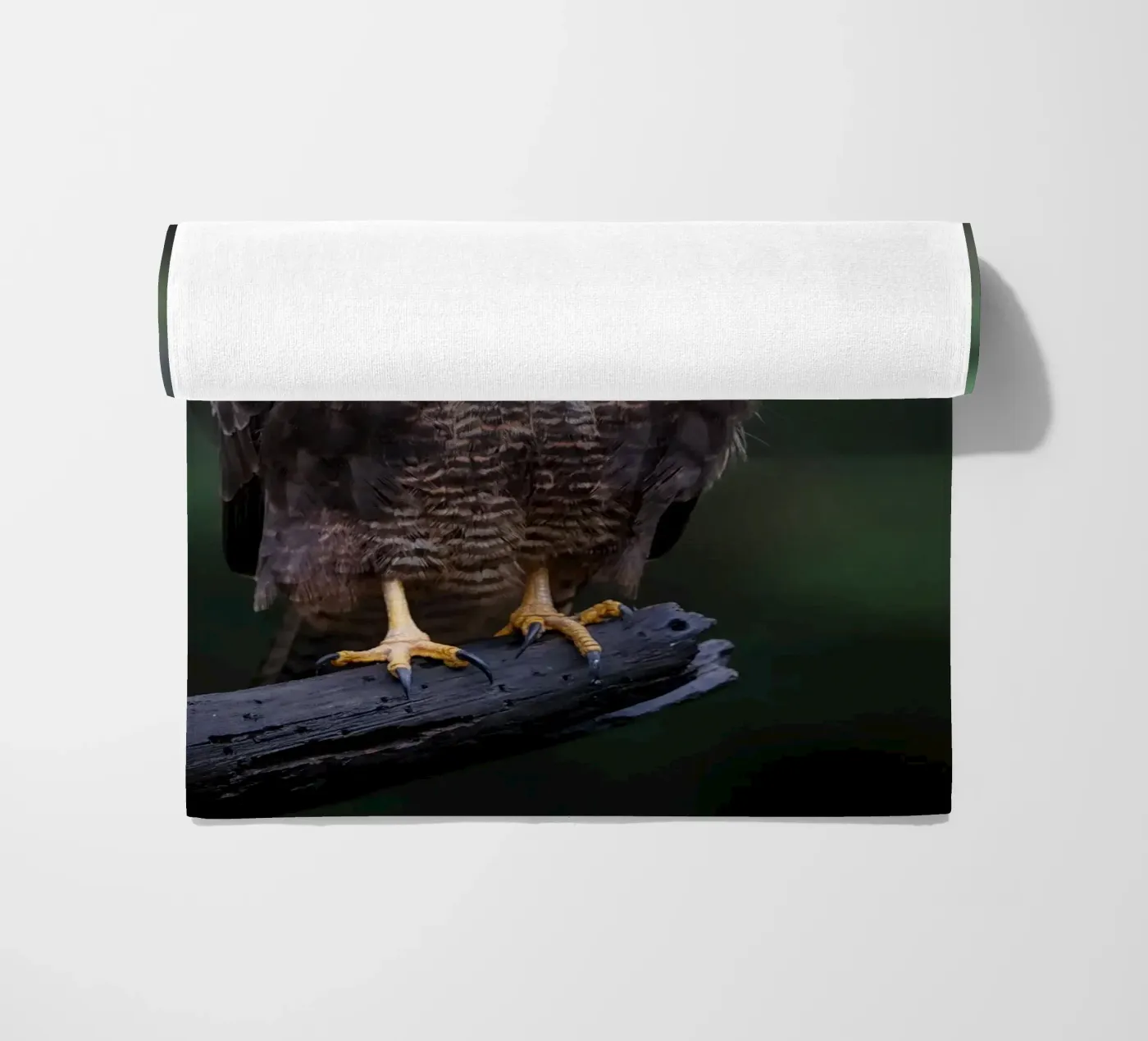 Mäusebussard Strandtuch von Tom's Wildlife