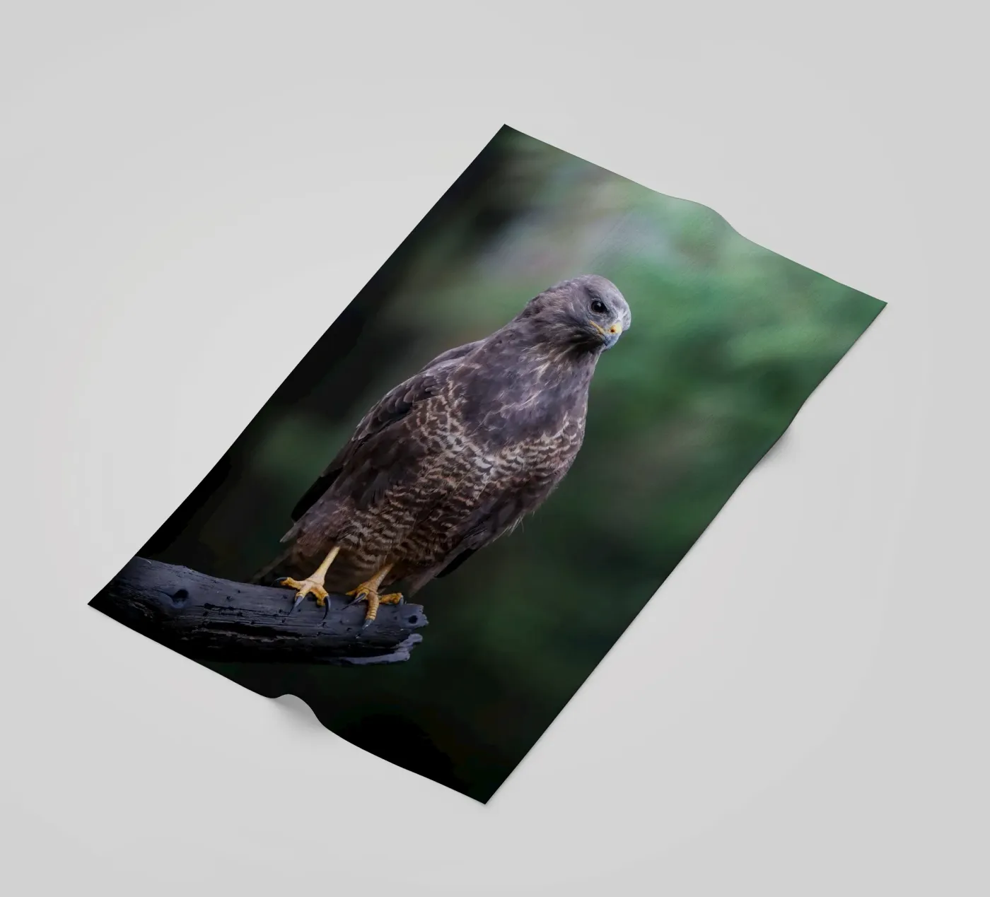 Mäusebussard Strandtuch von Tom's Wildlife