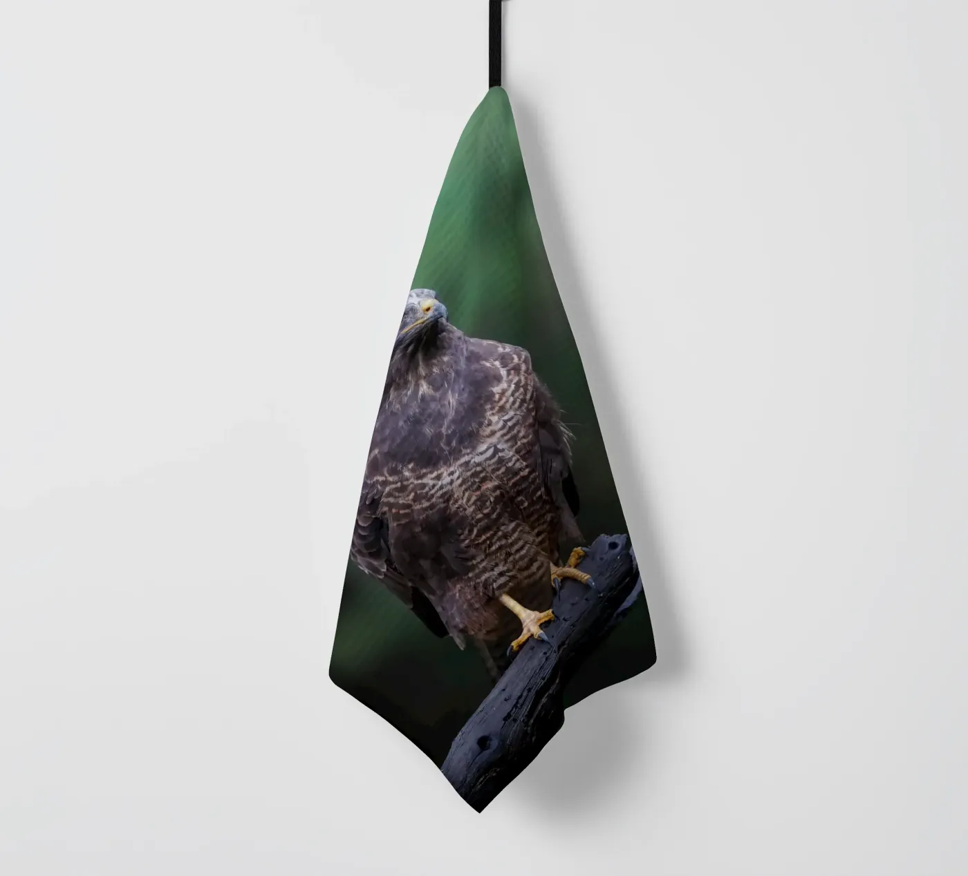 Buse variable torchon de Tom's Wildlife