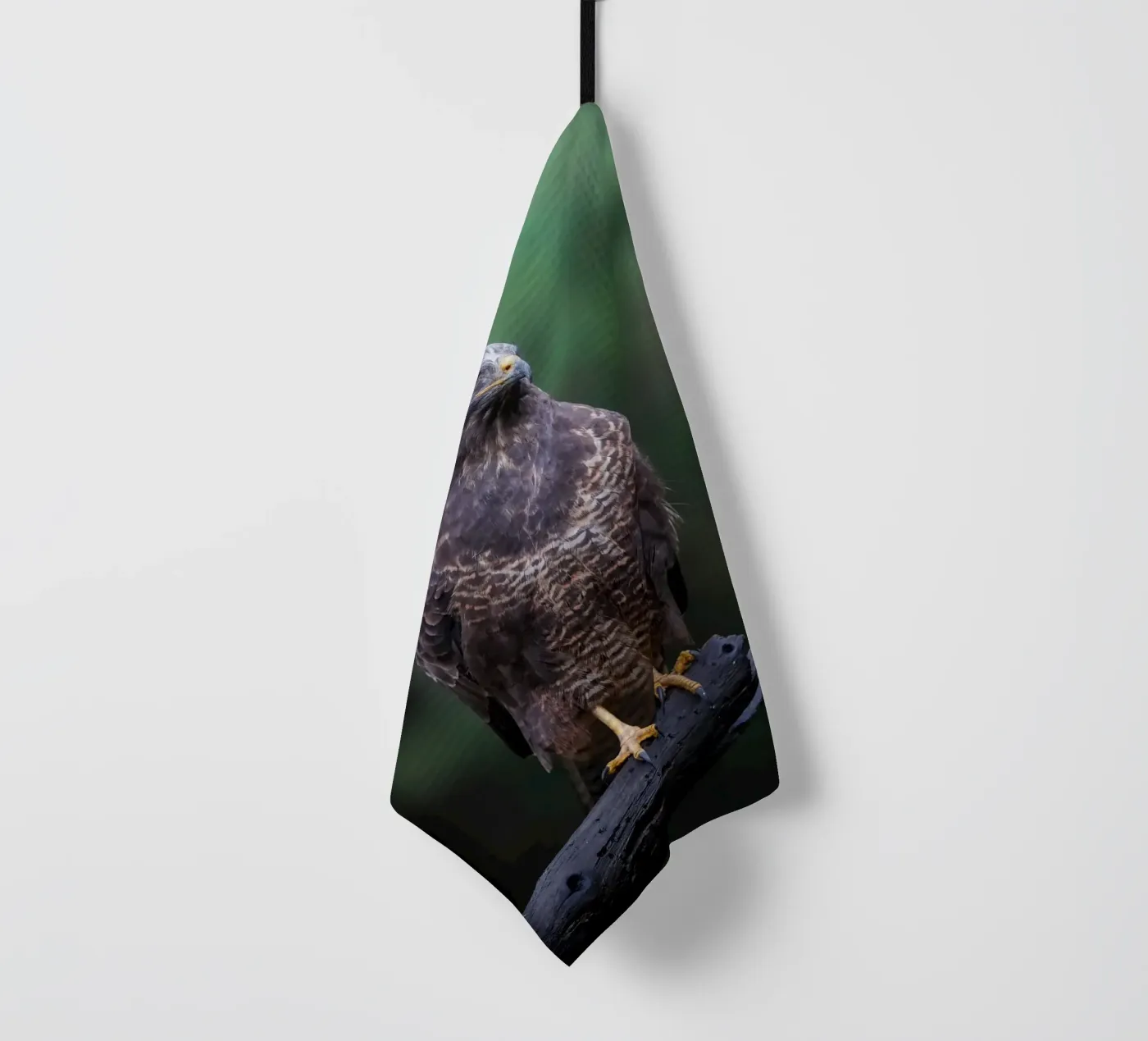 Common buzzard torchon de Tom's Wildlife