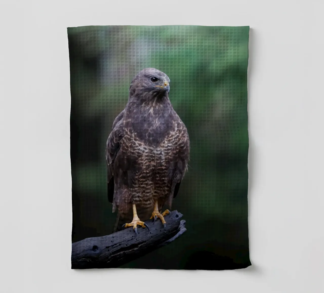 Mäusebussard Geschirrtuch von Tom's Wildlife