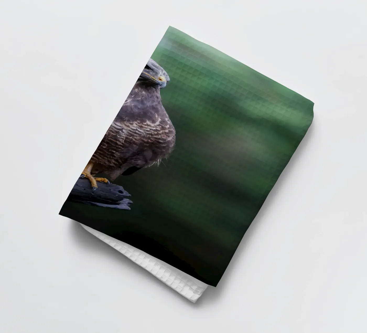 Common buzzard torchon de Tom's Wildlife