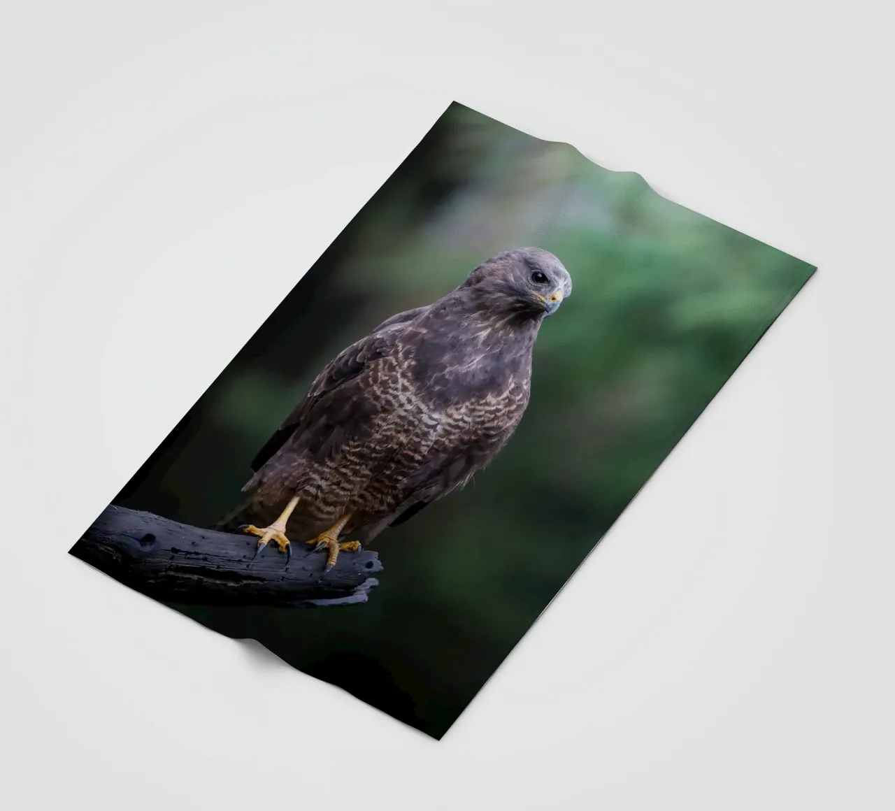 Common buzzard fleecedeken van Tom's Wildlife