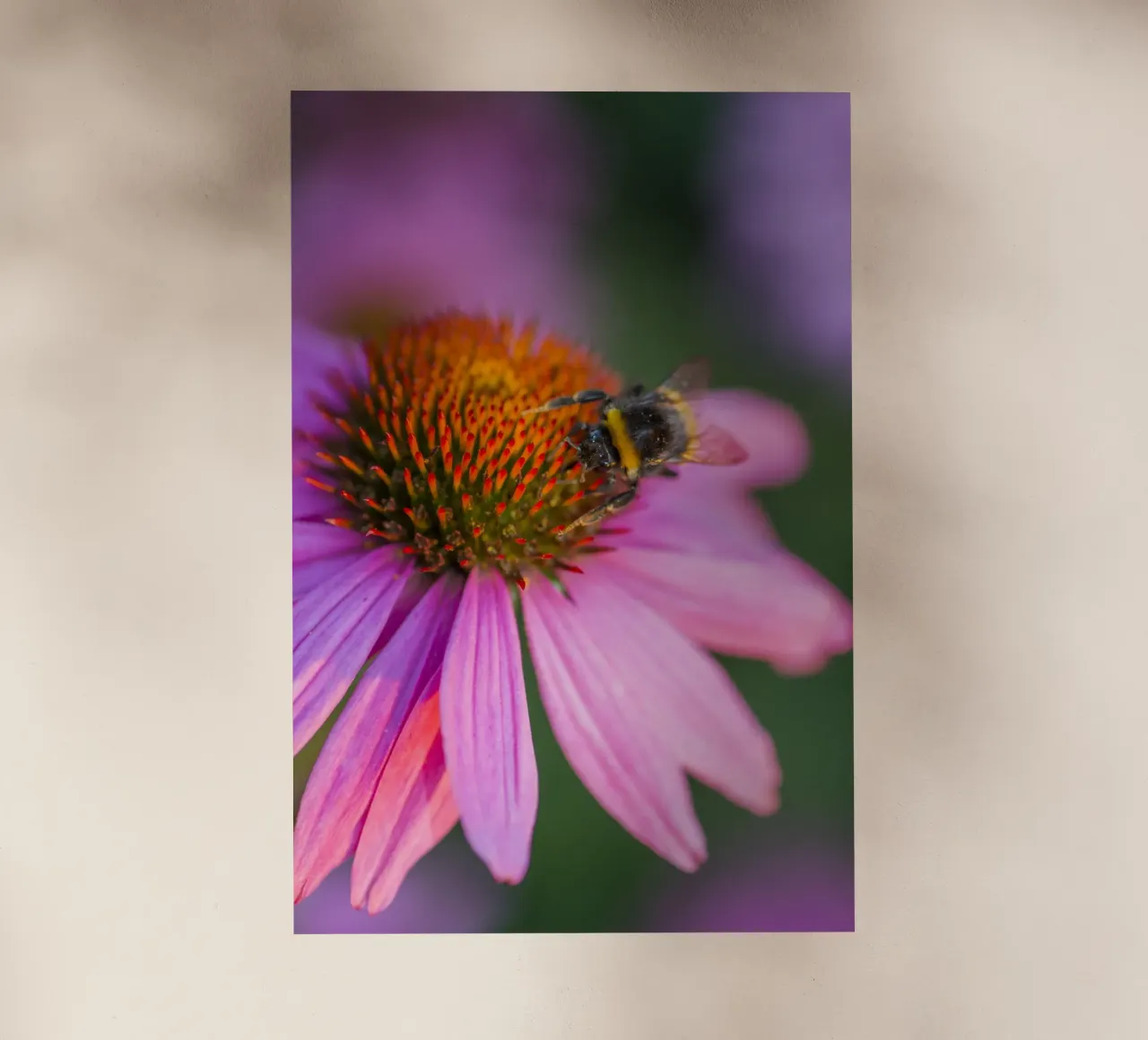 Bombo su fiore rosa pellicola backlit da Curious Collections by Marielle Leenders