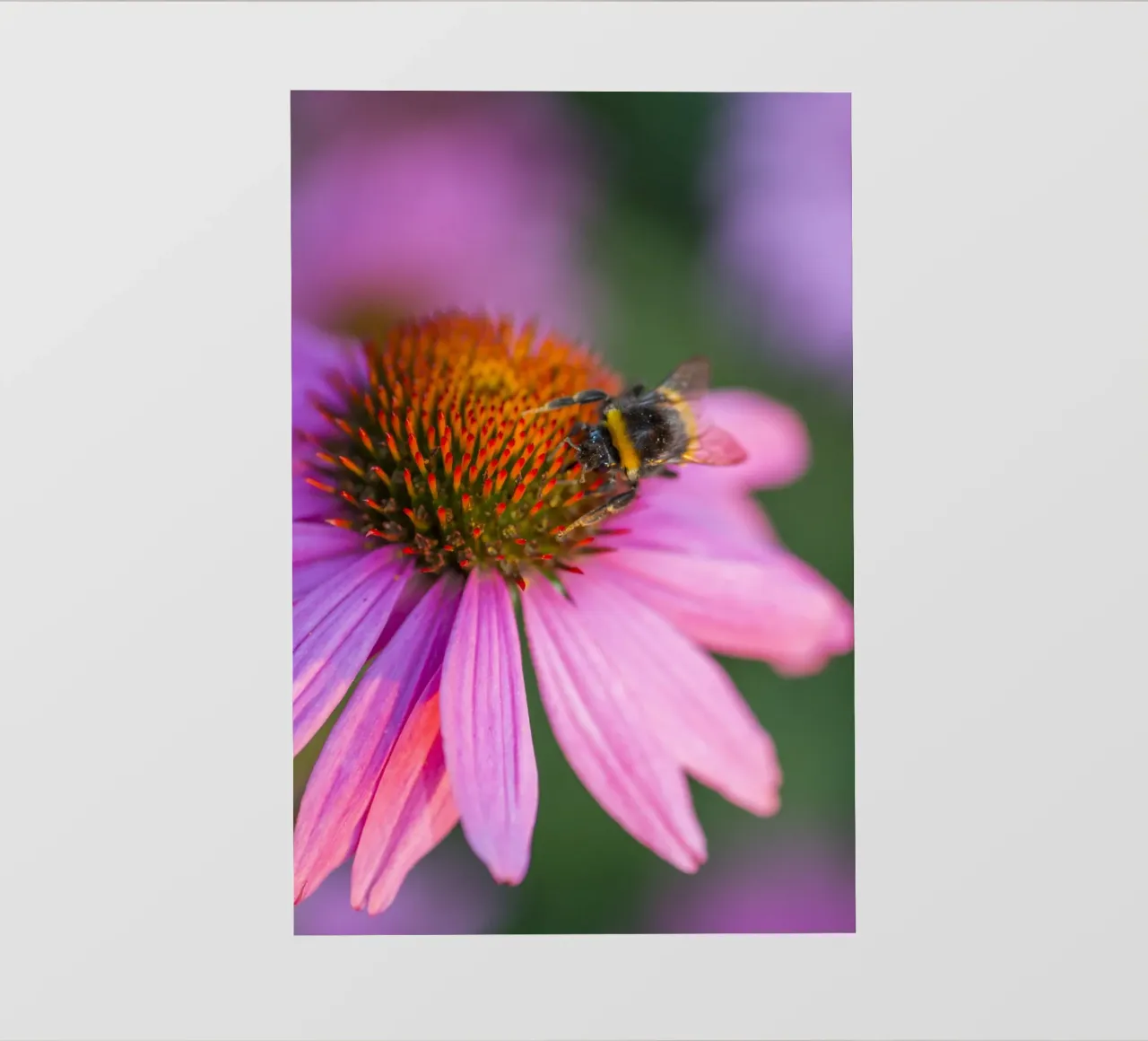 Bombo su fiore rosa pellicola backlit da Curious Collections by Marielle Leenders
