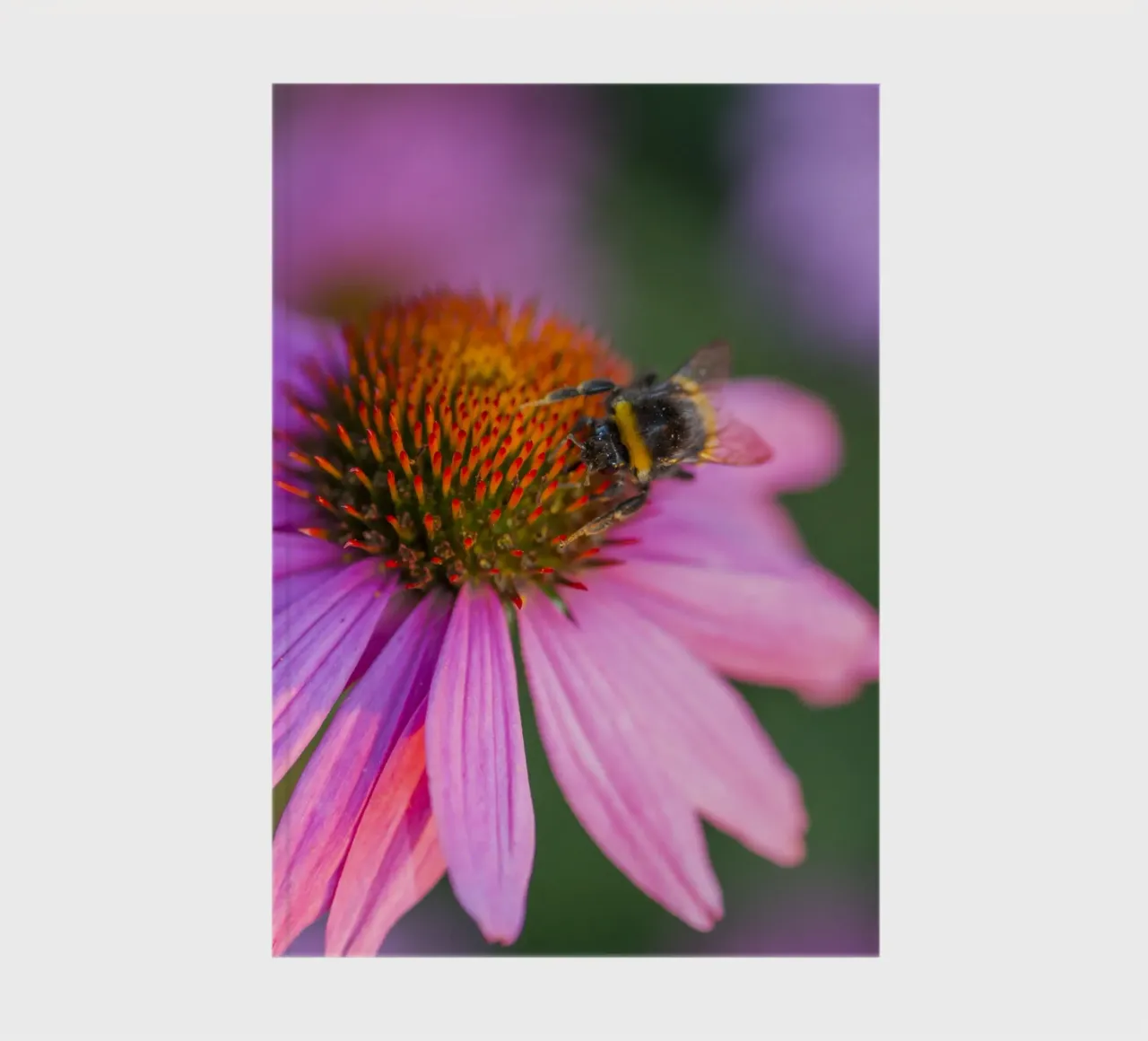 Bumblebee on Pink Bloom notebook by Curious Collections by Marielle Leenders