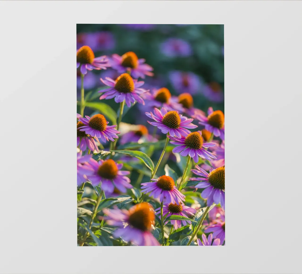 I fiori dell'ora d'oro telo in pvc da Curious Collections by Marielle Leenders