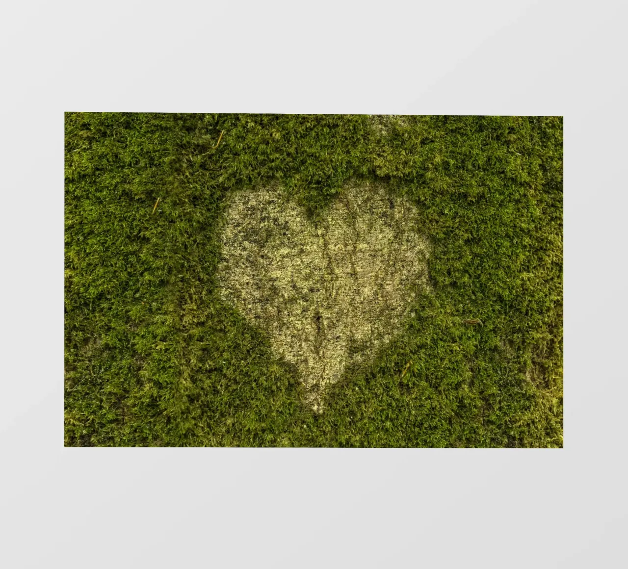 Amore muschiato pellicola backlit da Curious Collections by Marielle Leenders