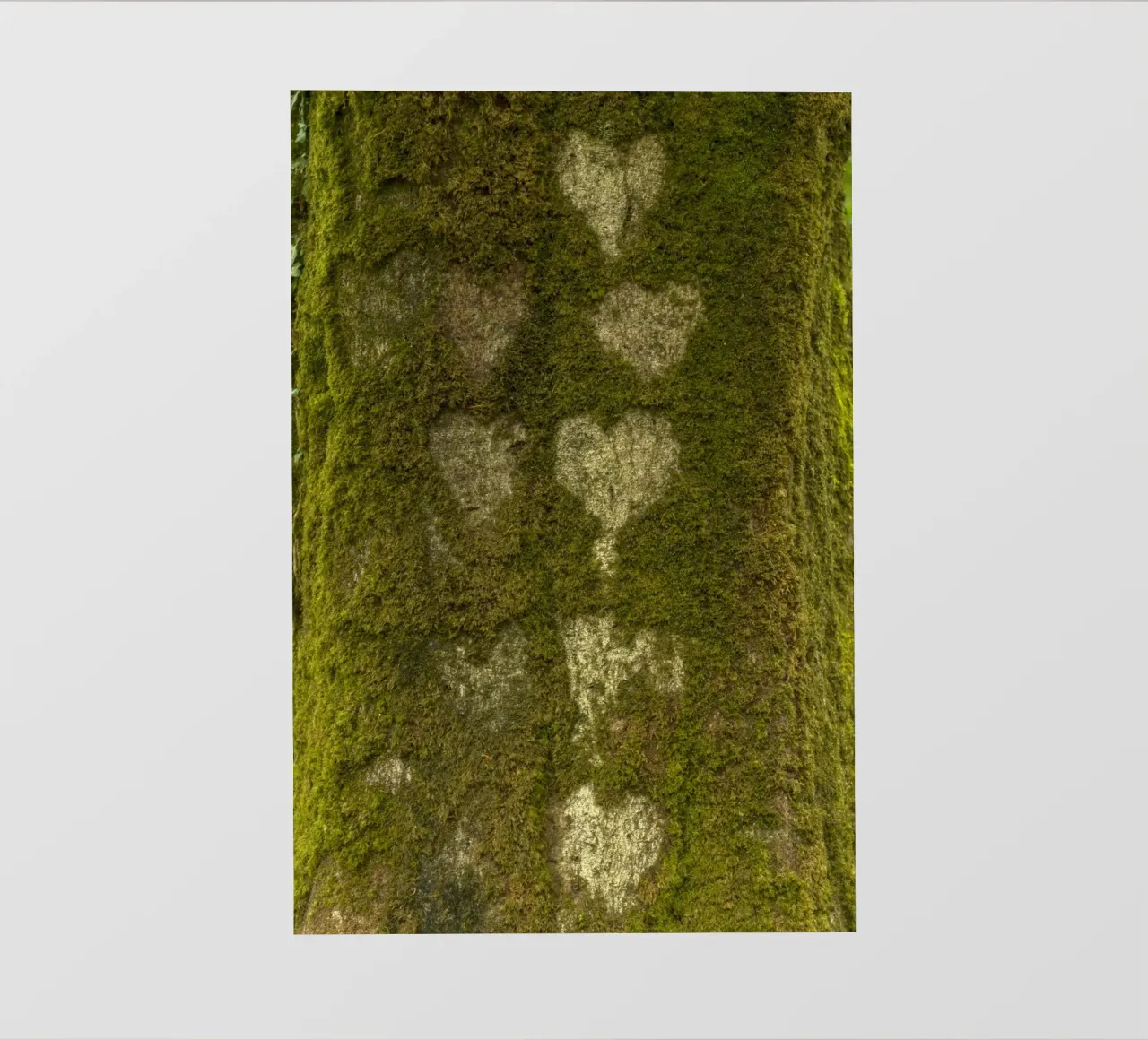 Foresta del cuore pellicola backlit da Curious Collections by Marielle Leenders