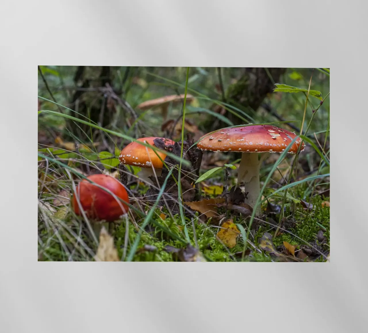 Funghi nel muschio pellicola backlit da Curious Collections by Marielle Leenders