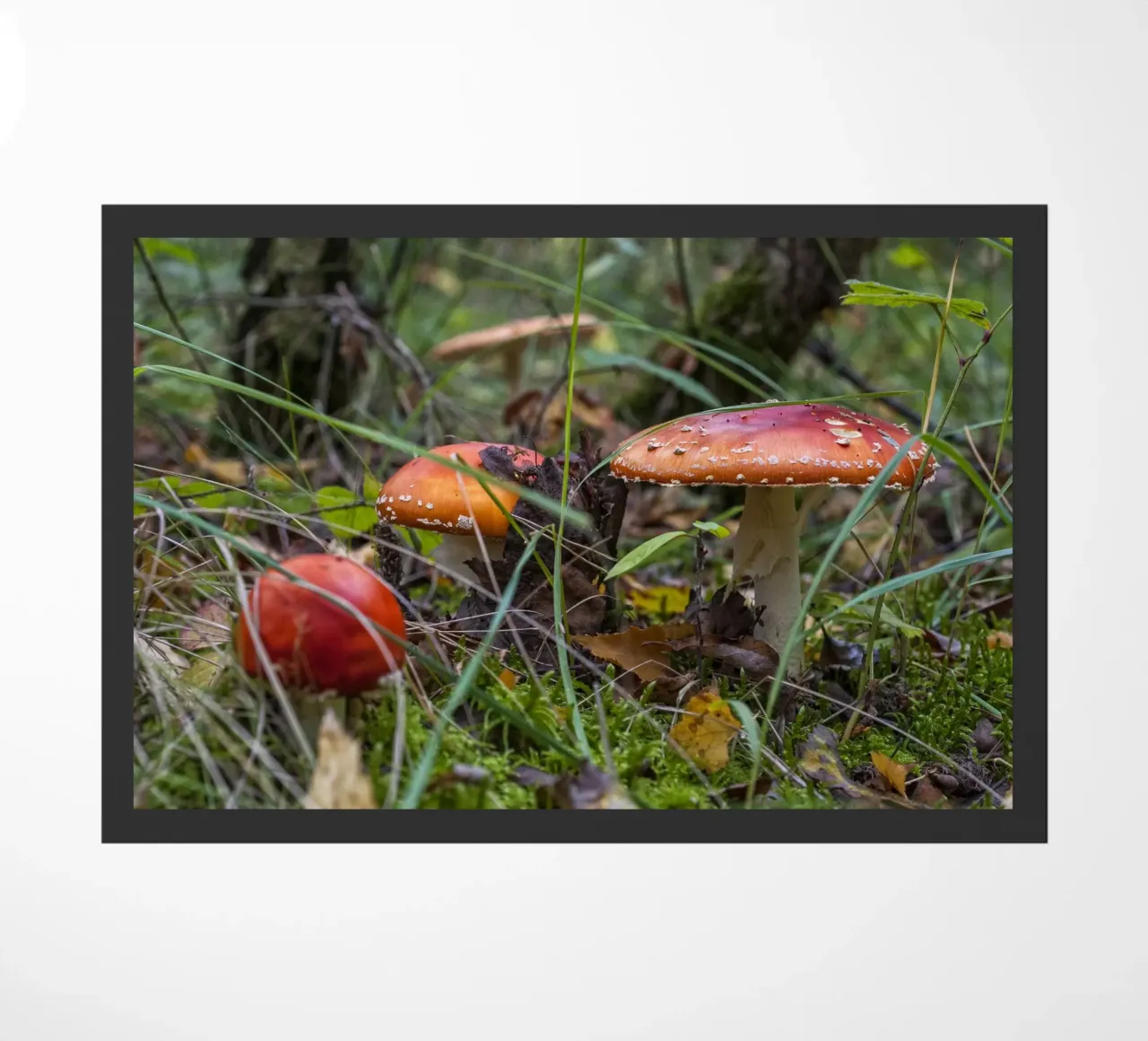 Funghi nel muschio zerbino da Curious Collections by Marielle Leenders