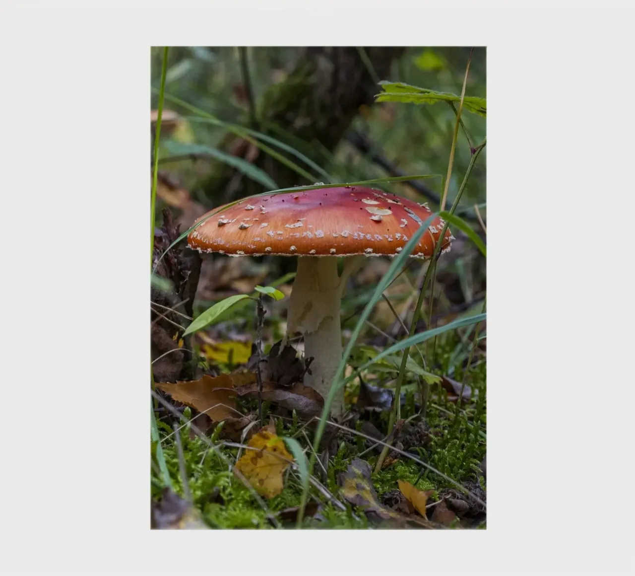 Mushrooms in the Moss notebook by Curious Collections by Marielle Leenders
