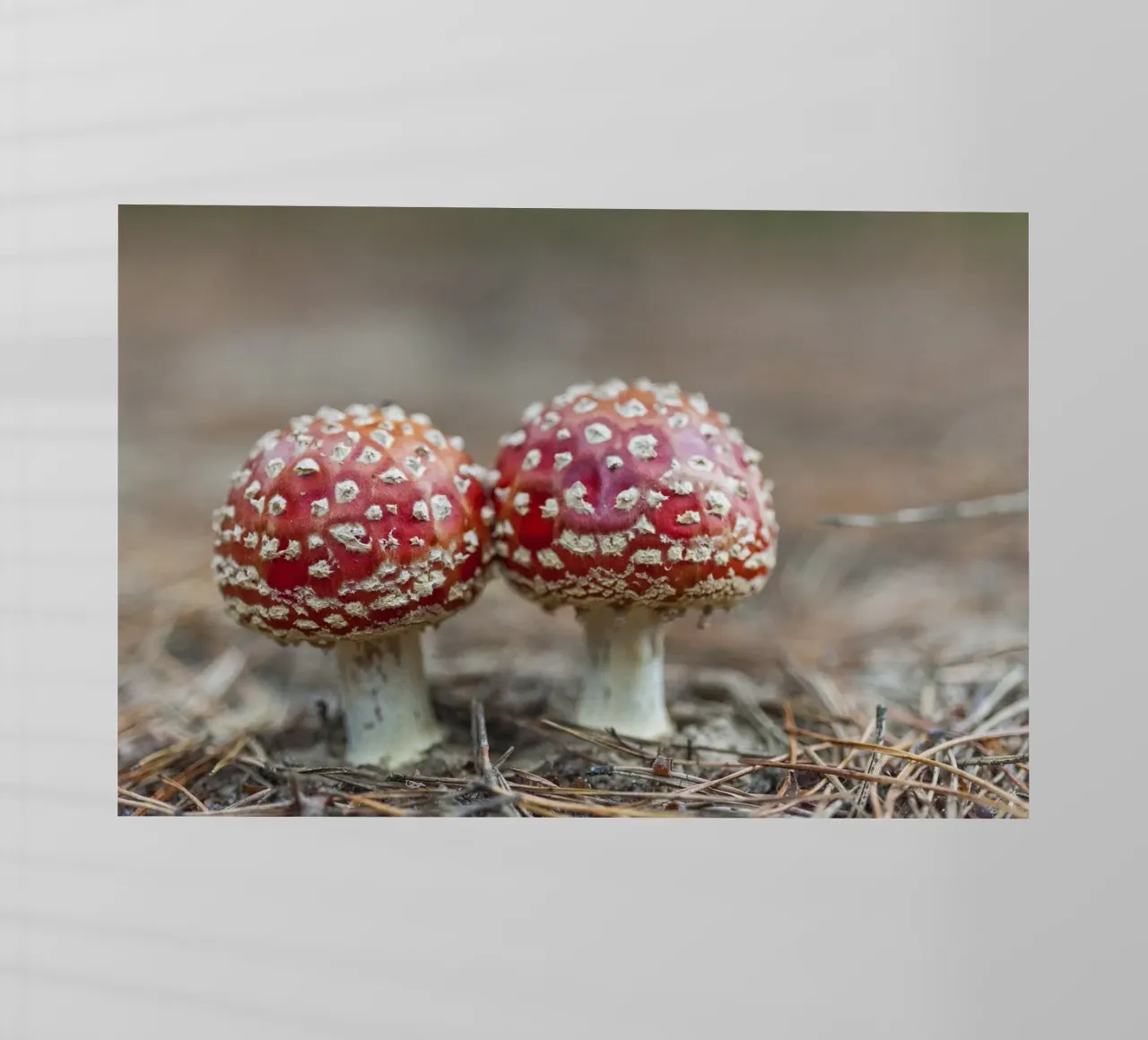 Amici della foresta pellicola backlit da Curious Collections by Marielle Leenders