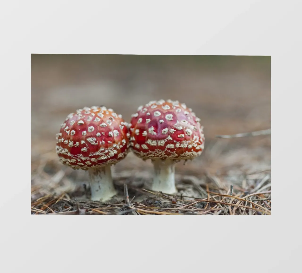 Amici della foresta pellicola backlit da Curious Collections by Marielle Leenders
