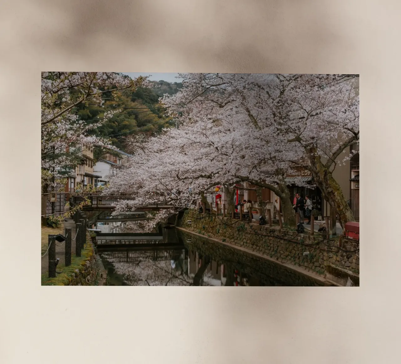 Fiume di ciliegi in fiore - Kinosaki Onsen, Giappone pellicola backlit da Marcel Bisig