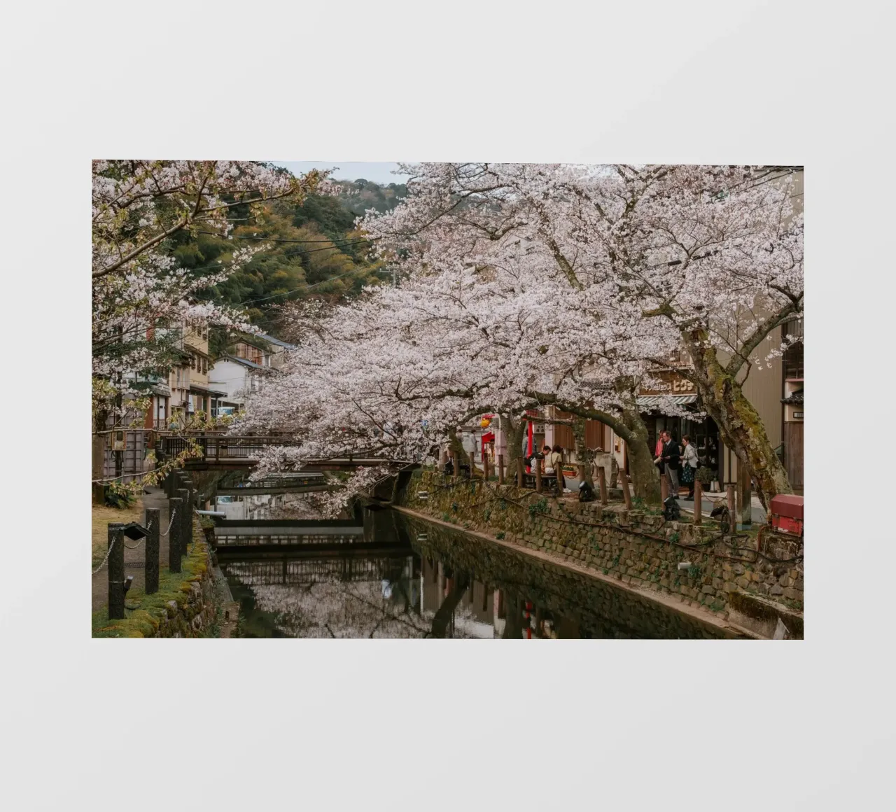 Fiume di ciliegi in fiore - Kinosaki Onsen, Giappone pellicola backlit da Marcel Bisig