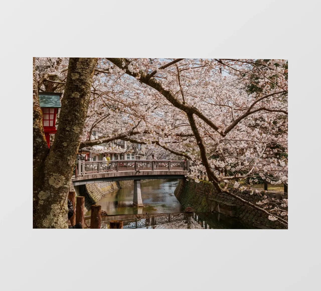 Fiume di ciliegi in fiore - Kinosaki Onsen, Giappone pellicola backlit da Marcel Bisig