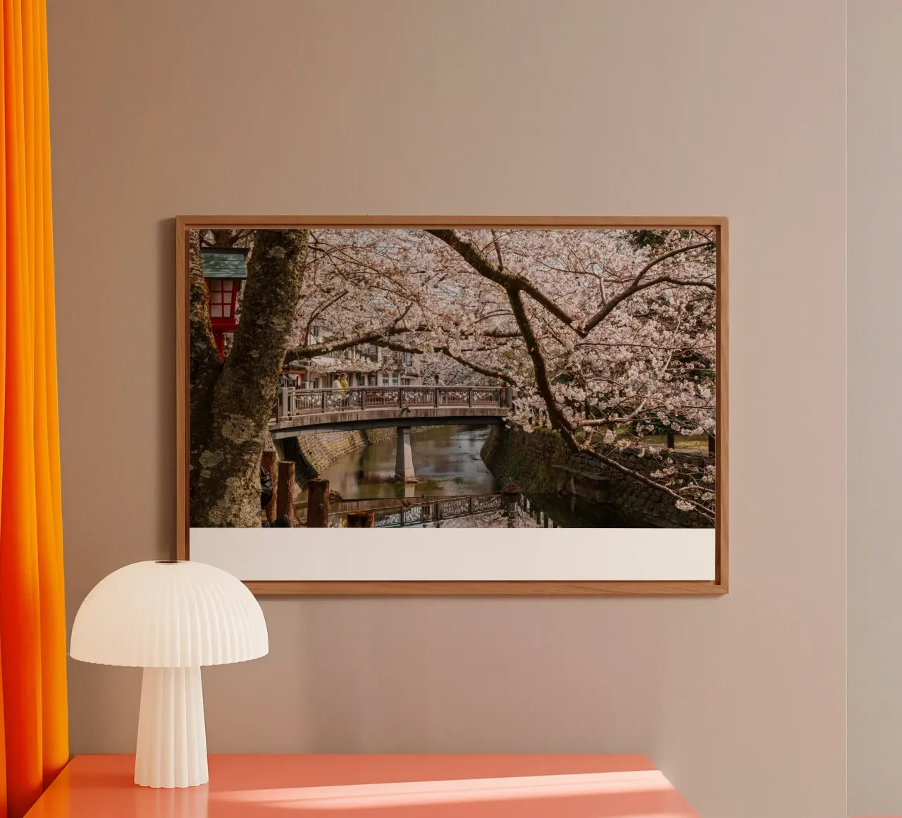 Fiume di ciliegi in fiore - Kinosaki Onsen, Giappone alluminio dibond da Marcel Bisig