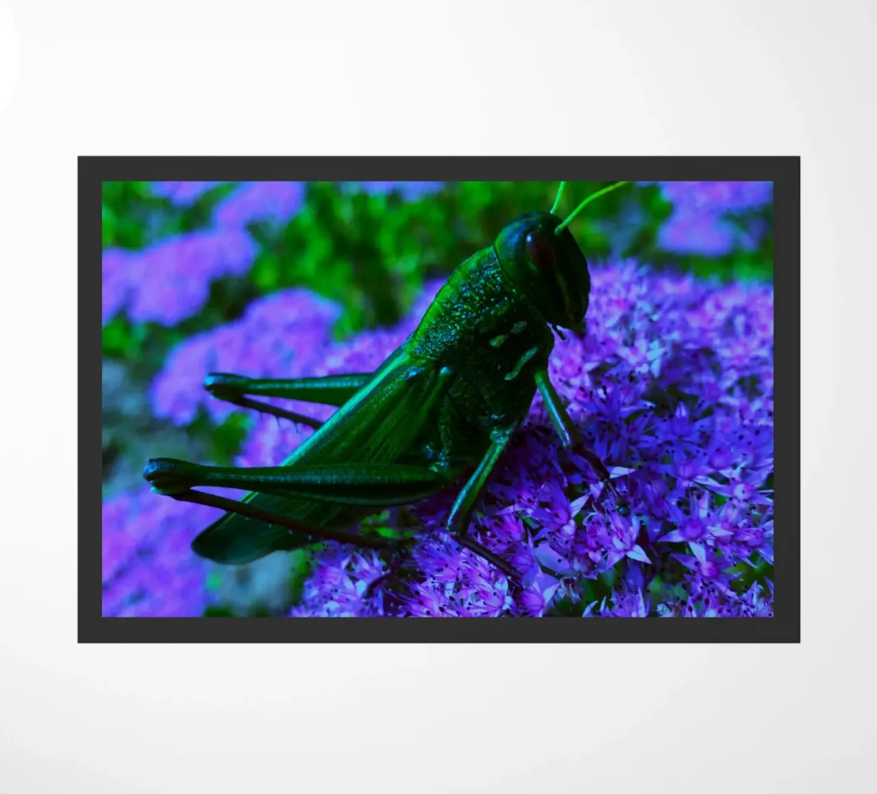 Grasshopper – small but full of vitality doormat by Nature's Palette