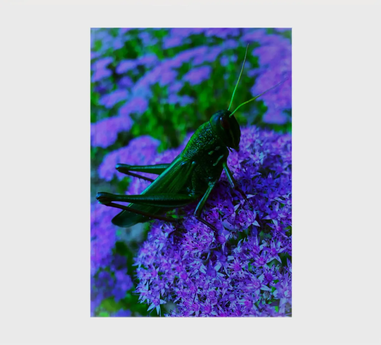 Grasshopper – small but full of vitality notebook by Nature's Palette